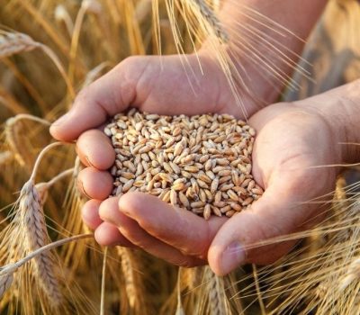 Wheat-1 Wheat-1